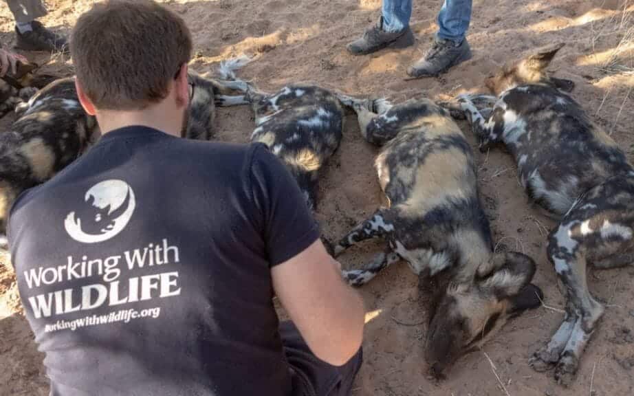 Painted wild dogs having been captured by veterinarians to be rehomed for genetic diversity purposes