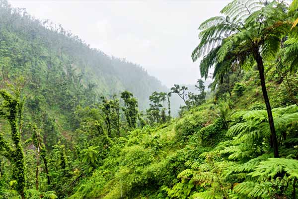 Urwald auf Dominica