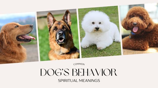 WHAT YOUR DOG’S BEHAVIOR MEANS SPIRITUALLY: BARKING, HOWLING, CRYING & MORE EXPLAINED 4 interpret dog behaviors spiritually