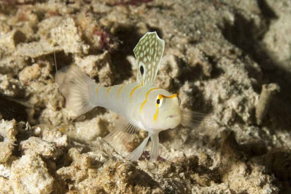 nurkowanie na filipinach