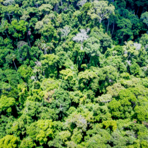 „Biodiversität in der Kreditvergabe“: Publikation zeigt Handlungsmöglichkeiten für Banken