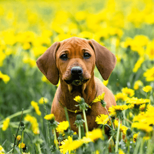 Puppy socialization training on the bde maka ska path in minneapolis, minnesota