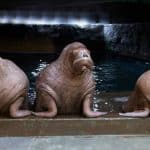 locuri-de-vizitat-in-valencia-oceanografic-2-2 locuri-de-vizitat-in-valencia-oceanografic-2-2