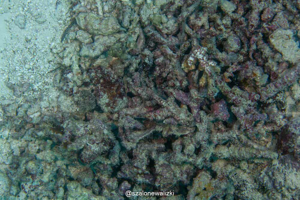 nurkowanie na thulusdoo