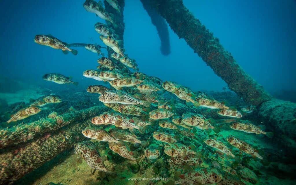 nurkowanie cabo verde