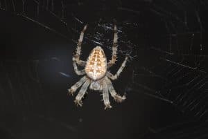 46822_138826869494215_517524_n