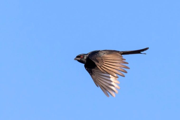 Fork-tailed Drongo in flight in the Kalahari Fork-tailed Drongo in flight