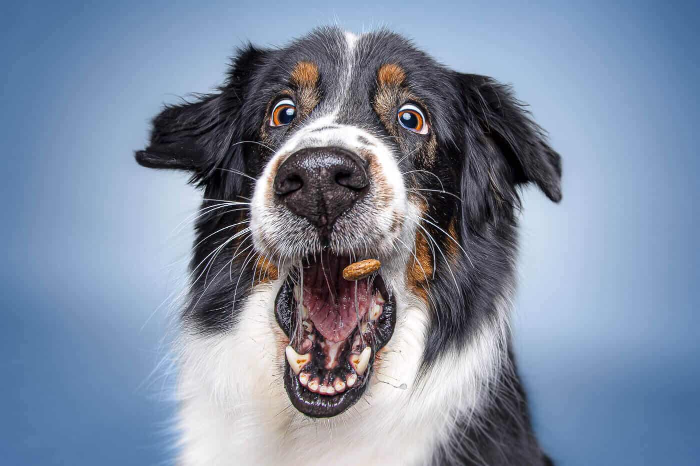 Fotograf Thore Scheu Tierfotograf_Thore_Scheu_THS_3490