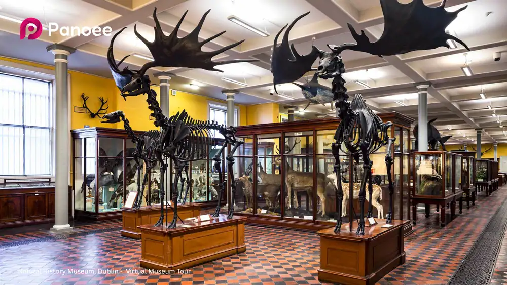 20 Best Virtual Museum Tours: Explore World Art Online for Free 11 Natural History Museum, Dublin - Virtual Museum Tour