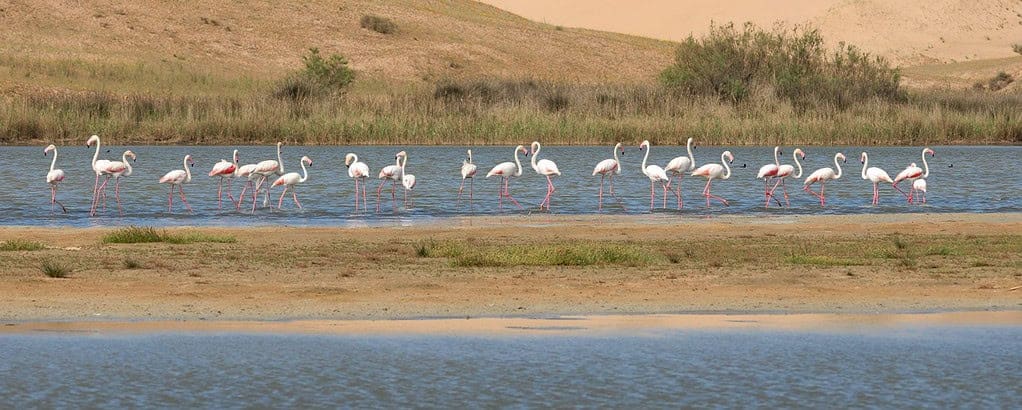 Flamingos in Massa National Park, Morocco