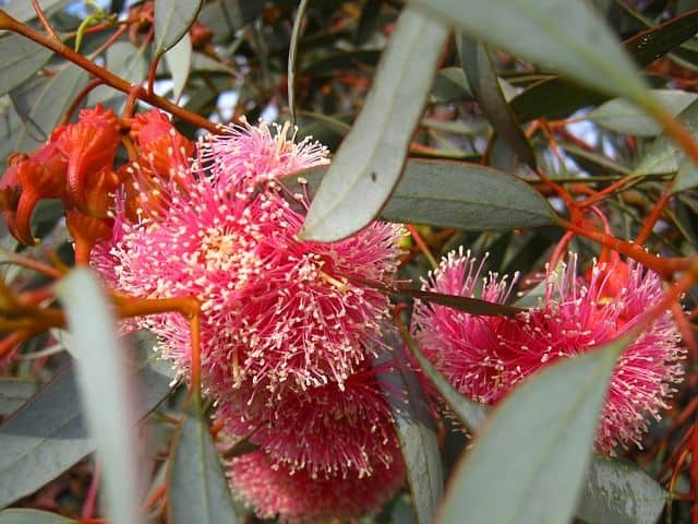 Eucalyptus plant