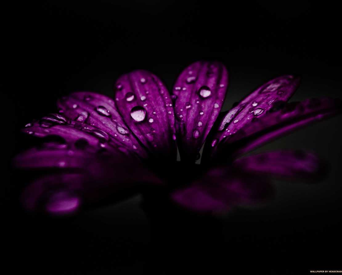 Rain Drops
