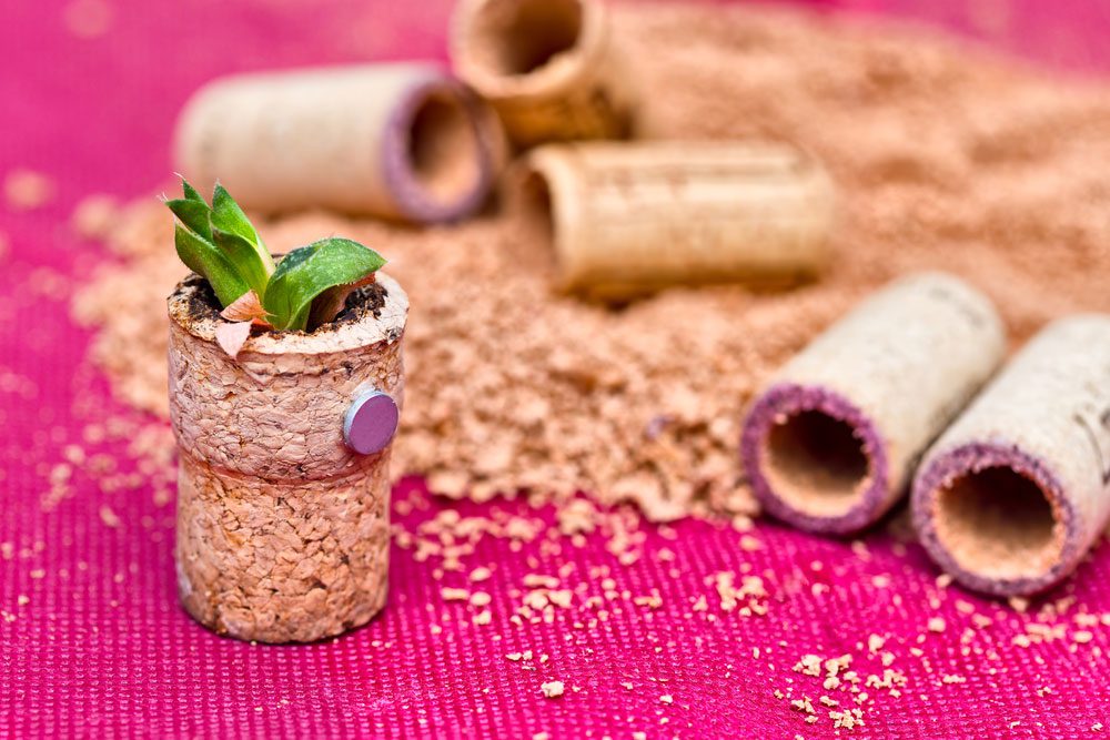 Korkmagnet für Sukkulenten