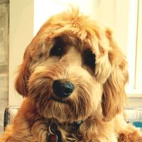 Ralph, a puppy from Edina, after training with Go Anywhere Dog