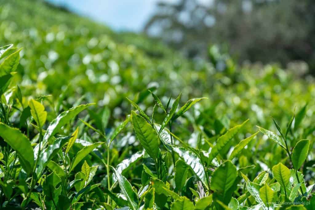 plantacja liptons seat - liście herbaty
