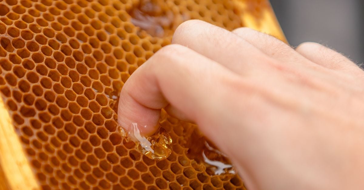 A Lesson from the Bees - Aludecor A Lesson from the Bees