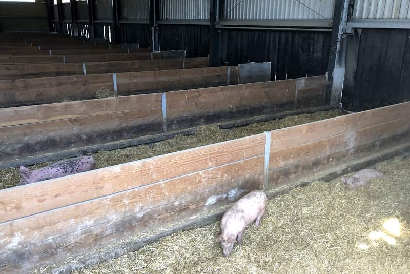 Schweinmaststall Innenansicht Boxen Stallgebäude, Schweinemaststall, Innenansicht, Boxen, Ferkel
