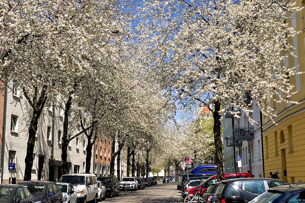 Weiß blühende Kirschbäume in der Fallmerayastraße, München