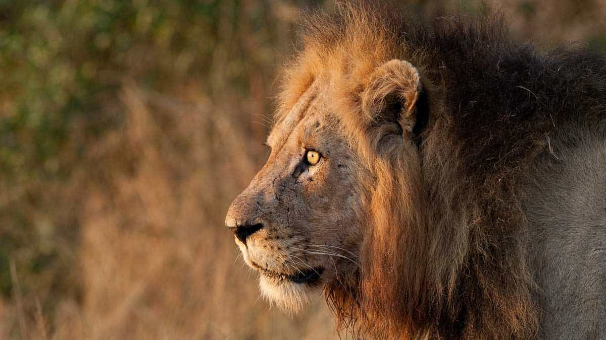 Löwen oder Leoparden? Eine Safari hilft bei der Aufklärung