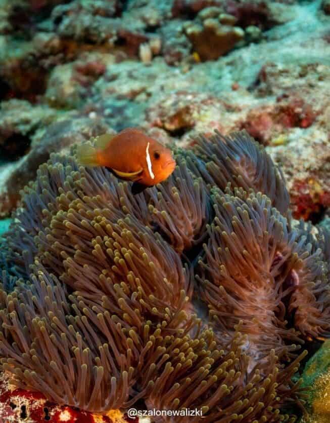 anemonefish