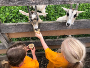 Animal Farm