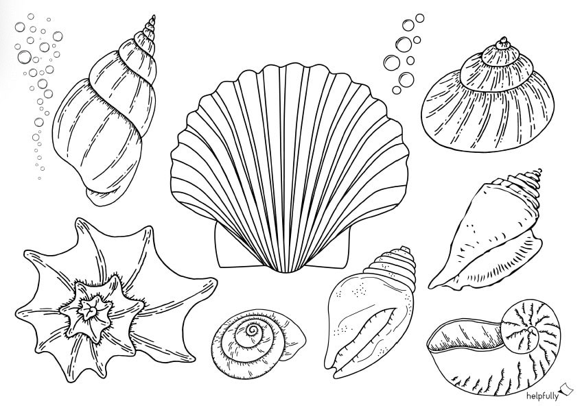 Muschel-Ausmalbild mit schöner Sammlung an Muscheln