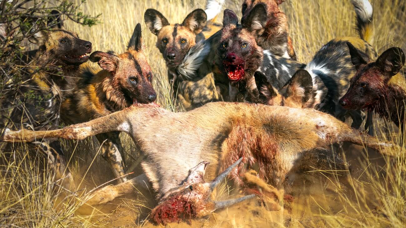 Painted dogs eating a young oryx antelope