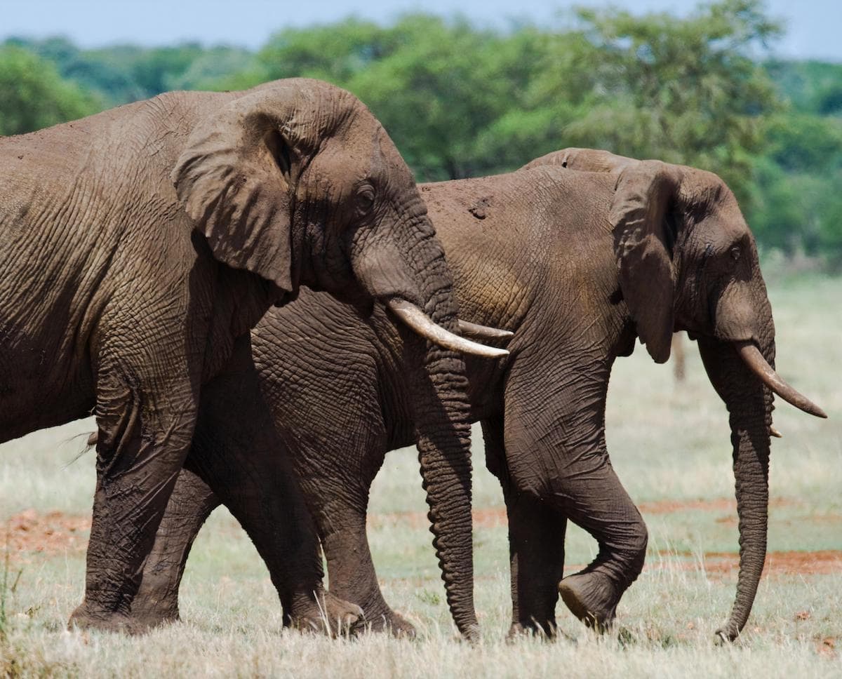 10 Absolute Best Things to do in Zimbabwe in 2024