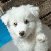 Safe Hands foster puppy, a dog from Chanhassen, after training with Go Anywhere Dog