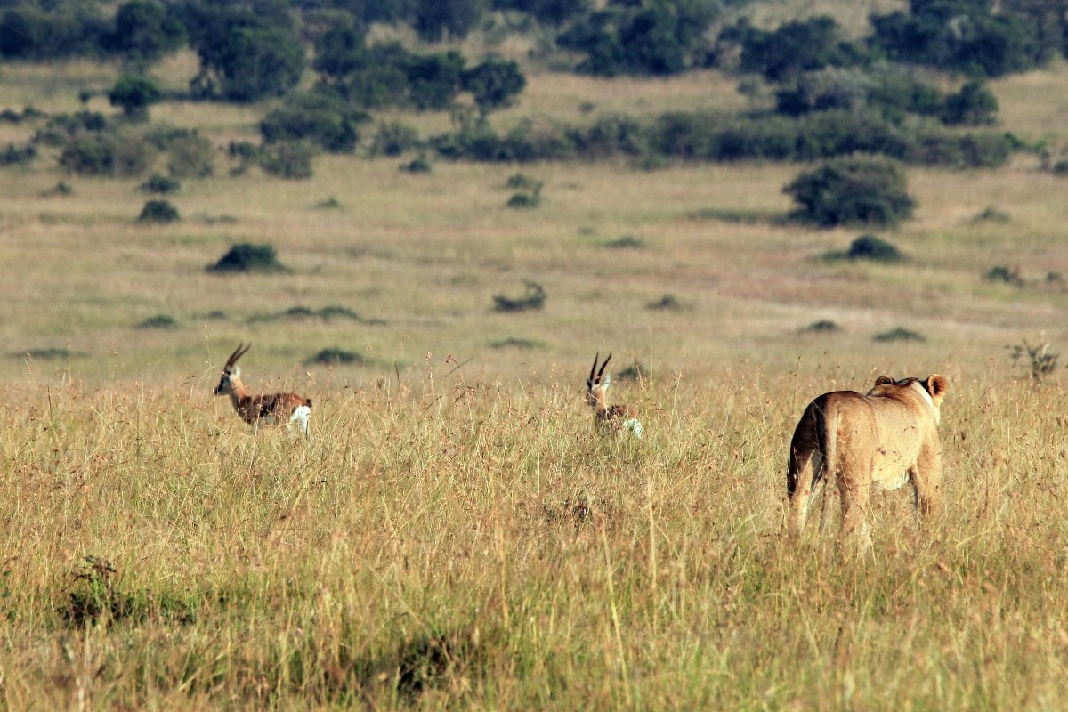 best african safari tours