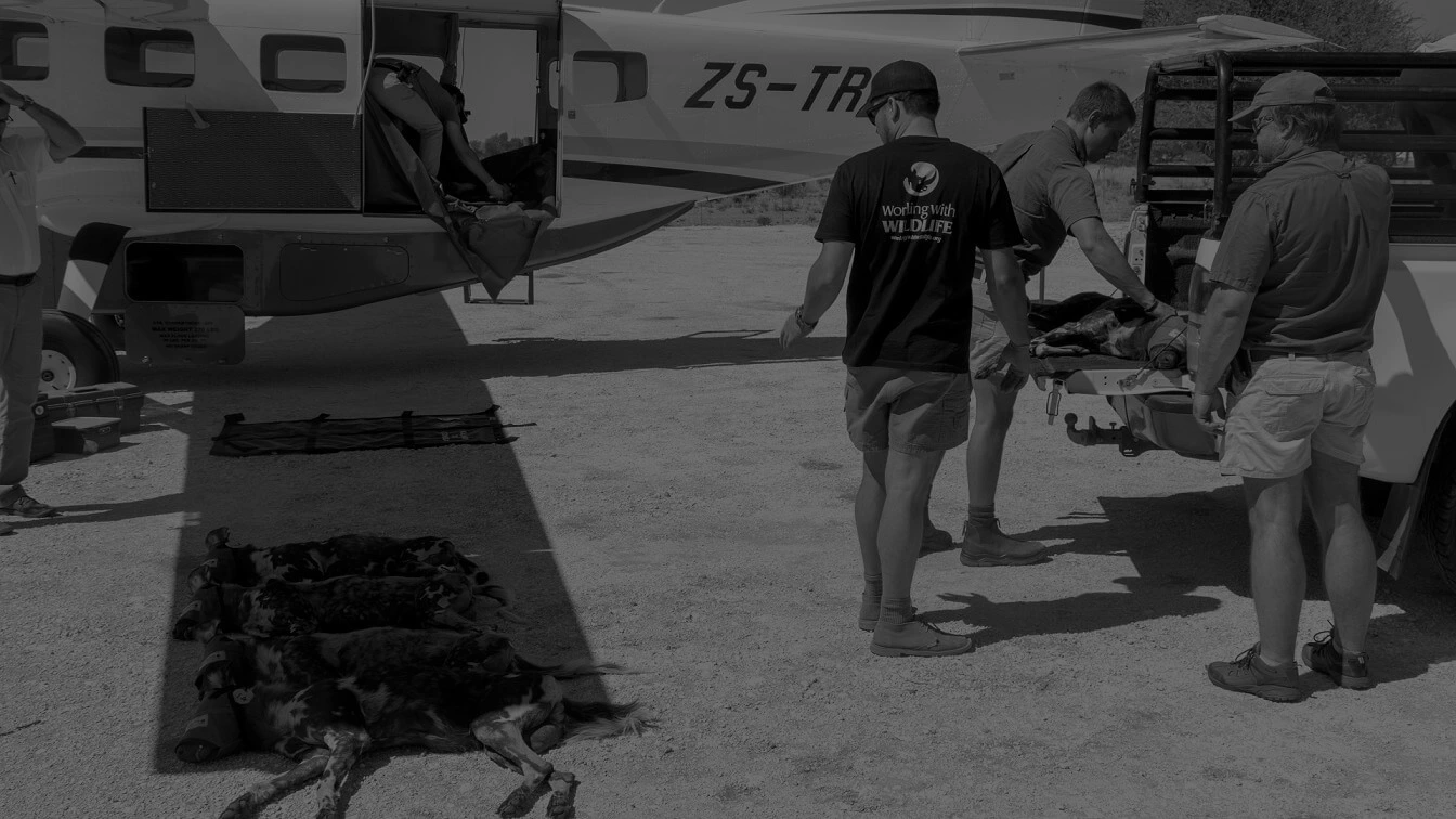 volunteering-with-wild-dogs Daily mail news article