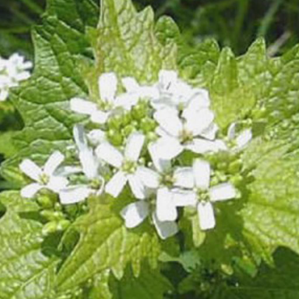 Alliaria petiolata / Knoblauchrauke