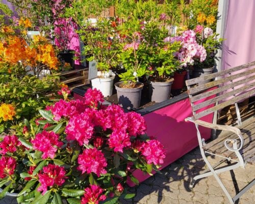 garten_sauer_murnau__2023-06-01T050009.000Z_1 Blumenauswahl bei Garten Sauer in Murnau