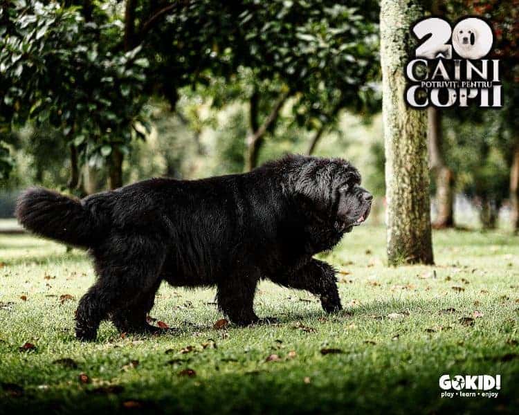 Terranova Newfoundland caini pentru familii cu copii