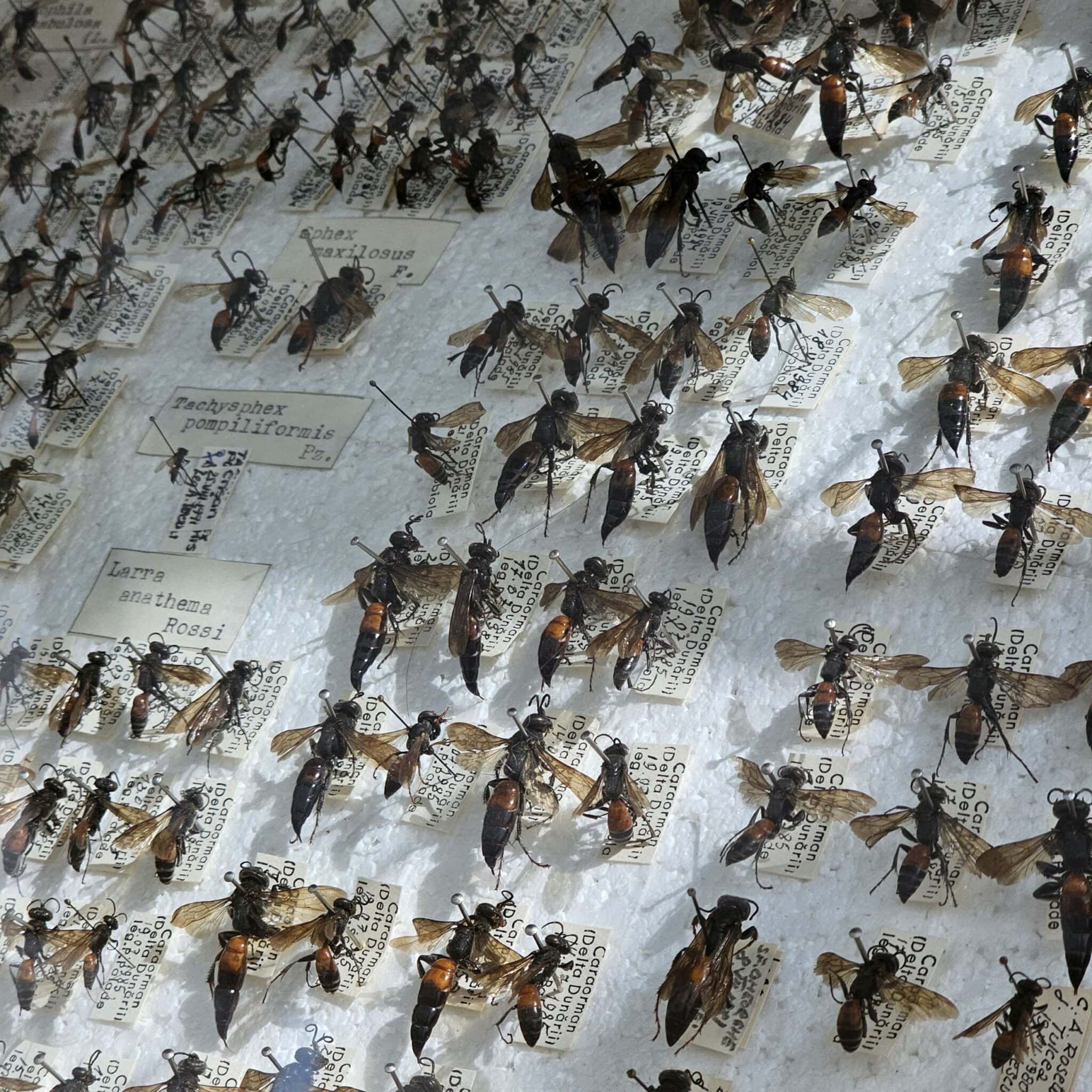 Muzeul Deltei Dunării, Tulcea - Larra anathema & friends