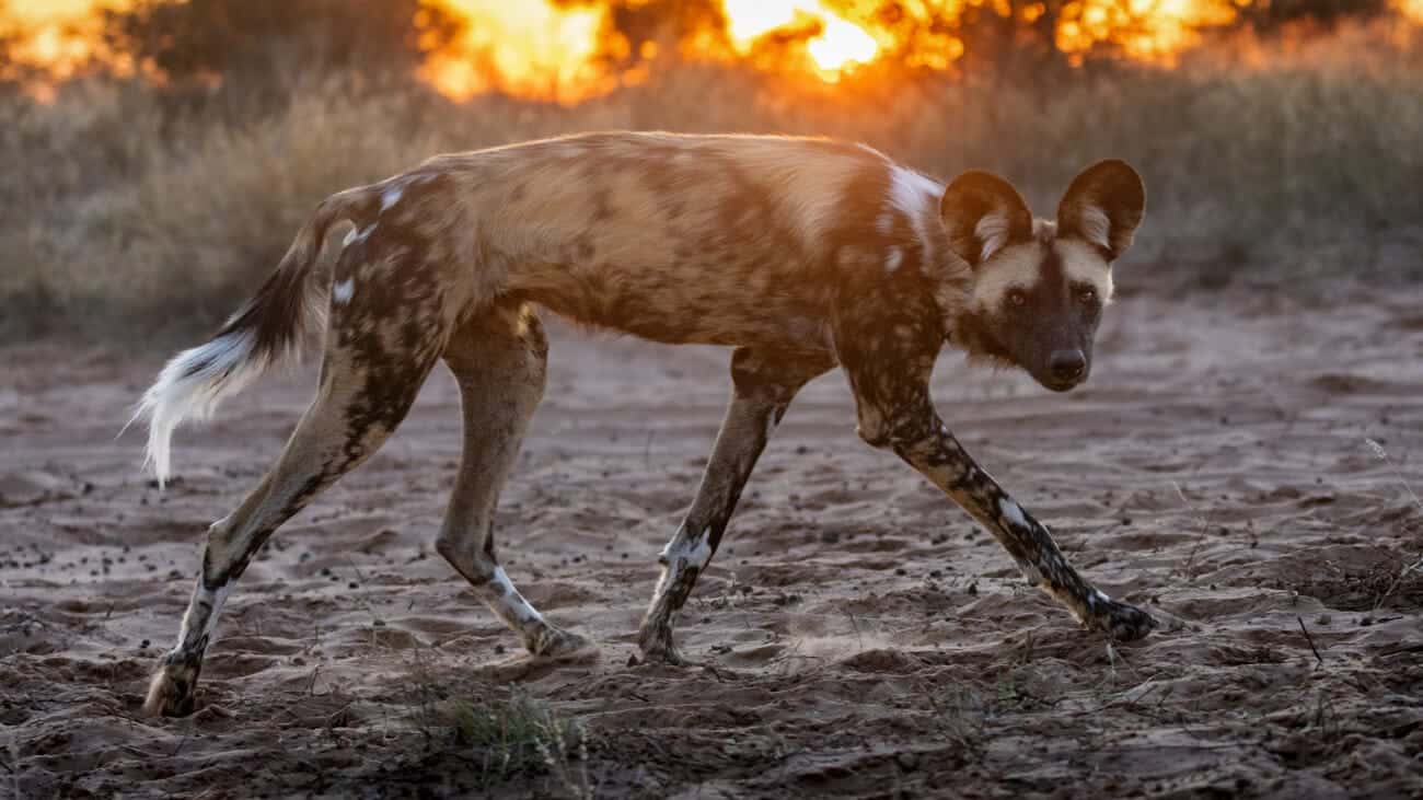 Painted Dog Build Painted dog