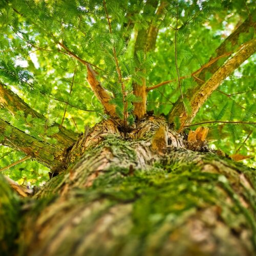 Investments für den Wald