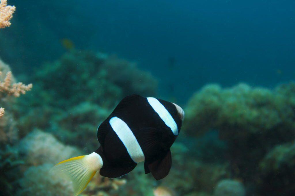 nurkowanie na filipinach