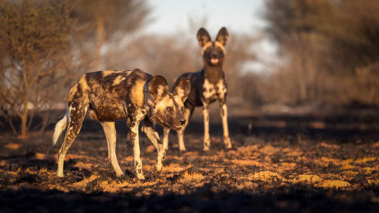 African Wild Dogs in a Fire-Shaped Landscape Two African wild dogs stand together in a recently burned area, the black earth contrasting with their colorful coats.