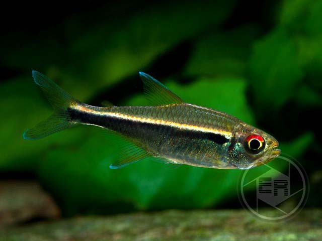 Schwarzer Neon Hyphessobrycon herbertaxelrodi
