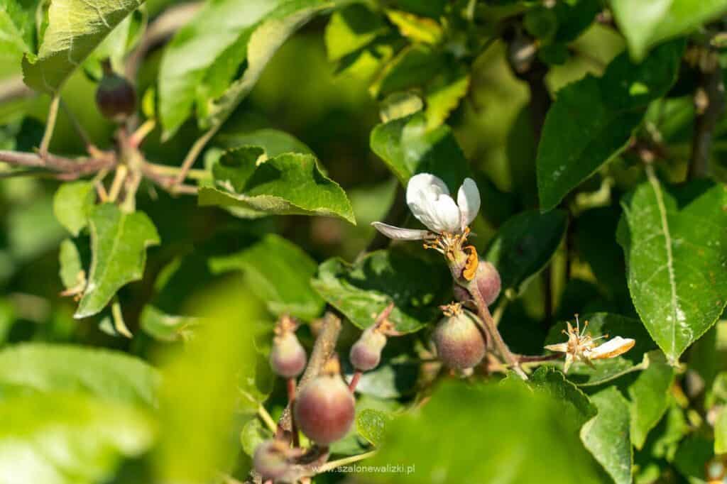 szlak jabłkowy warki