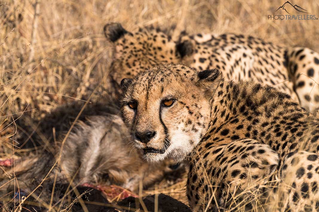 Wilde Geparden beim Fressen im Busch von Südafrika