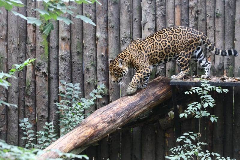 ce facem cu copilul in bucuresti jaguar la gradina zoologica