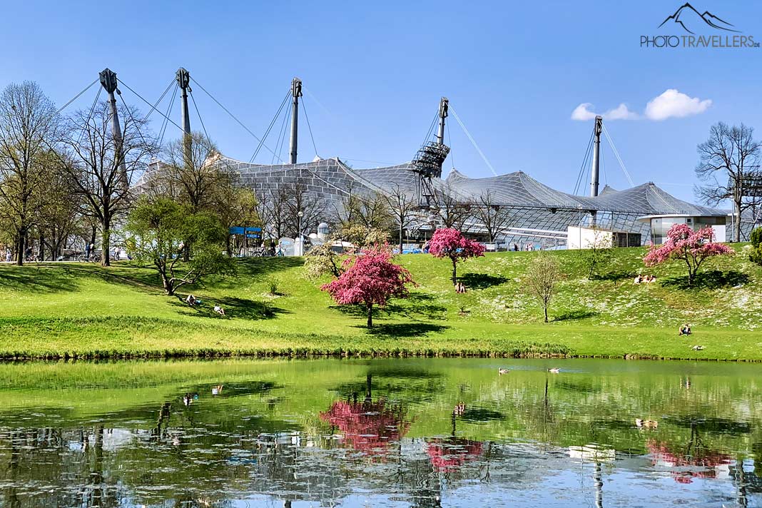 Blick über den Olympiasee mit rosa blühenden Kirschbäumen und Olympiastadion, München