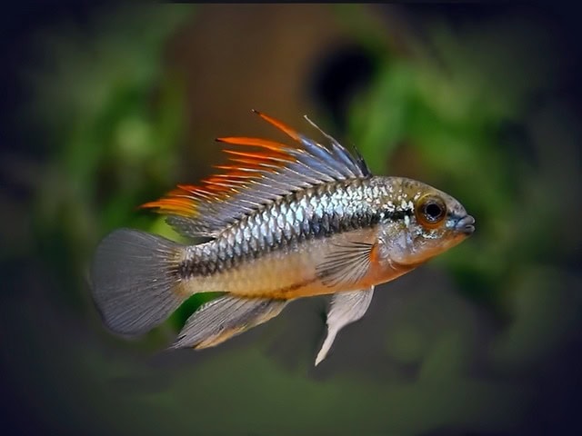 Dreistreifen Zwergbuntbarsch Apistogramma trifasciata