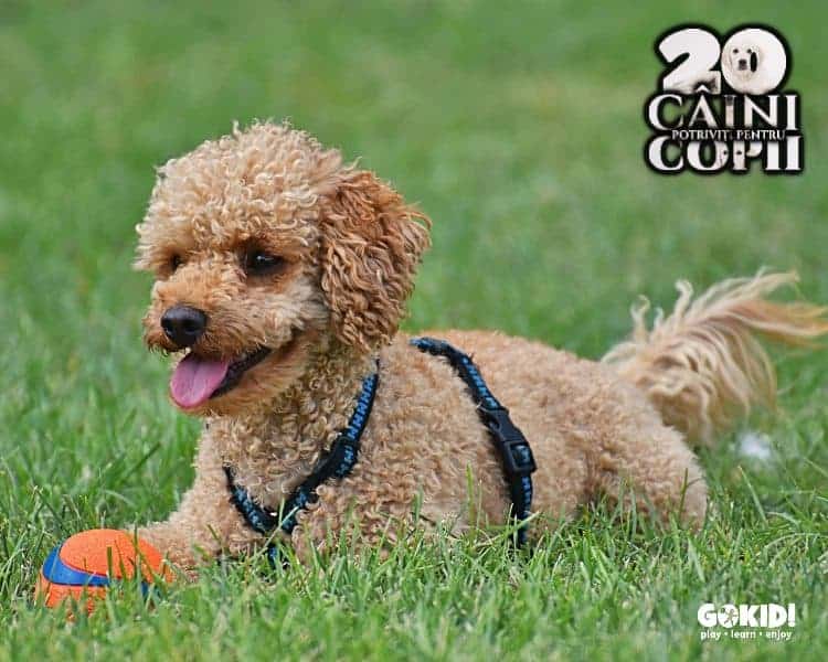 Pudel caini pentru familii cu copii