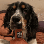 Dog socialization training edina – go anywhere dog®, edina, mn, dog training
