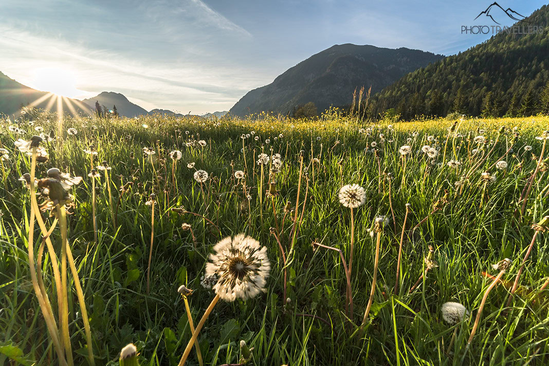 Testfoto mit einer Blumenwiese und Gegenlicht