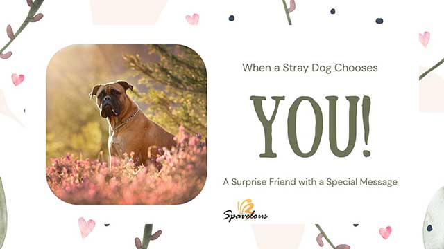 WHEN A STRAY DOG CHOOSES YOU: UNVEILING THE SPIRITUAL SIGNIFICANCE 5 honoring the spiritual message