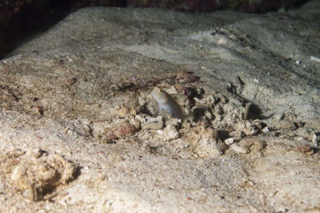 nurkowanie na filipinach